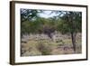 Zebra Scratching it's Back-Otto du Plessis-Framed Photographic Print