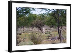 Zebra Scratching it's Back-Otto du Plessis-Framed Photographic Print