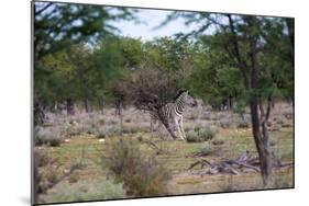 Zebra Scratching it's Back-Otto du Plessis-Mounted Photographic Print