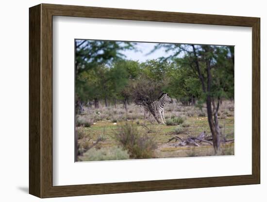 Zebra Scratching it's Back-Otto du Plessis-Framed Photographic Print