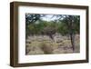 Zebra Scratching it's Back-Otto du Plessis-Framed Photographic Print