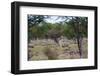 Zebra Scratching it's Back-Otto du Plessis-Framed Photographic Print