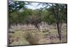 Zebra Scratching it's Back-Otto du Plessis-Mounted Photographic Print