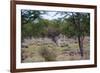 Zebra Scratching it's Back-Otto du Plessis-Framed Photographic Print