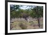 Zebra Scratching it's Back-Otto du Plessis-Framed Photographic Print