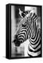 Zebra, Serengeti National Park, Tanzania, East Africa-Curioso Travel Photography-Framed Stretched Canvas
