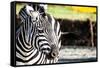 Zebra, Serengeti National Park, Tanzania, East Africa-Curioso Travel Photography-Framed Stretched Canvas