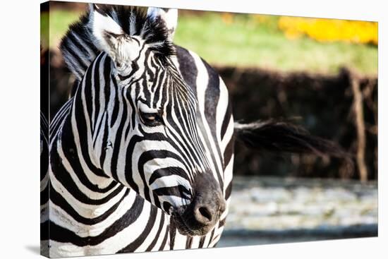 Zebra, Serengeti National Park, Tanzania, East Africa-Curioso Travel Photography-Stretched Canvas