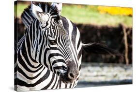 Zebra, Serengeti National Park, Tanzania, East Africa-Curioso Travel Photography-Stretched Canvas