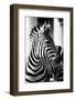 Zebra, Serengeti National Park, Tanzania, East Africa-Curioso Travel Photography-Framed Photographic Print