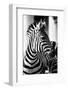 Zebra, Serengeti National Park, Tanzania, East Africa-Curioso Travel Photography-Framed Photographic Print