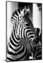 Zebra, Serengeti National Park, Tanzania, East Africa-Curioso Travel Photography-Mounted Photographic Print