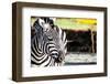 Zebra, Serengeti National Park, Tanzania, East Africa-Curioso Travel Photography-Framed Photographic Print