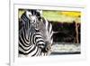 Zebra, Serengeti National Park, Tanzania, East Africa-Curioso Travel Photography-Framed Photographic Print