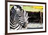 Zebra, Serengeti National Park, Tanzania, East Africa-Curioso Travel Photography-Framed Photographic Print