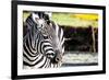 Zebra, Serengeti National Park, Tanzania, East Africa-Curioso Travel Photography-Framed Photographic Print