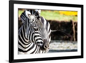 Zebra, Serengeti National Park, Tanzania, East Africa-Curioso Travel Photography-Framed Photographic Print