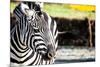 Zebra, Serengeti National Park, Tanzania, East Africa-Curioso Travel Photography-Mounted Photographic Print