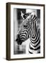 Zebra, Serengeti National Park, Tanzania, East Africa-Curioso Travel Photography-Framed Photographic Print