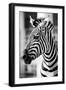 Zebra, Serengeti National Park, Tanzania, East Africa-Curioso Travel Photography-Framed Photographic Print