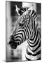 Zebra, Serengeti National Park, Tanzania, East Africa-Curioso Travel Photography-Mounted Photographic Print