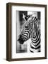 Zebra, Serengeti National Park, Tanzania, East Africa-Curioso Travel Photography-Framed Photographic Print