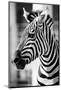 Zebra, Serengeti National Park, Tanzania, East Africa-Curioso Travel Photography-Mounted Photographic Print