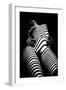 Zebra Shadow-Mikhail Faletkin-Framed Premium Photographic Print