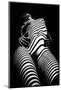 Zebra Shadow-Mikhail Faletkin-Mounted Photographic Print