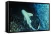 Zebra Shark-null-Framed Stretched Canvas