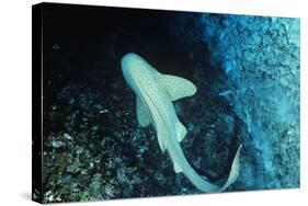 Zebra Shark-null-Stretched Canvas