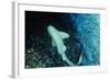 Zebra Shark-null-Framed Photographic Print