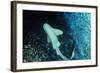 Zebra Shark-null-Framed Photographic Print