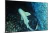 Zebra Shark-null-Mounted Photographic Print