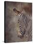 ZEBRA SIDE FINAL-David Stribbling-Stretched Canvas