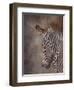 ZEBRA SIDE FINAL-David Stribbling-Framed Art Print