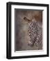 ZEBRA SIDE FINAL-David Stribbling-Framed Art Print