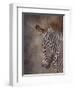 ZEBRA SIDE FINAL-David Stribbling-Framed Art Print