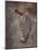 ZEBRA SIDE FINAL-David Stribbling-Mounted Art Print
