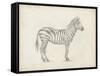 Zebra Sketch-Ethan Harper-Framed Stretched Canvas