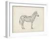 Zebra Sketch-Ethan Harper-Framed Art Print