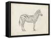 Zebra Sketch-Ethan Harper-Framed Stretched Canvas