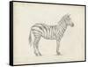 Zebra Sketch-Ethan Harper-Framed Stretched Canvas