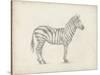 Zebra Sketch-Ethan Harper-Stretched Canvas