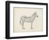 Zebra Sketch-Ethan Harper-Framed Art Print