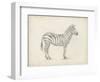 Zebra Sketch-Ethan Harper-Framed Art Print