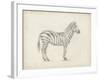 Zebra Sketch-Ethan Harper-Framed Art Print