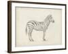 Zebra Sketch-Ethan Harper-Framed Art Print