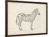 Zebra Sketch-Ethan Harper-Framed Art Print