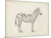 Zebra Sketch-Ethan Harper-Mounted Art Print